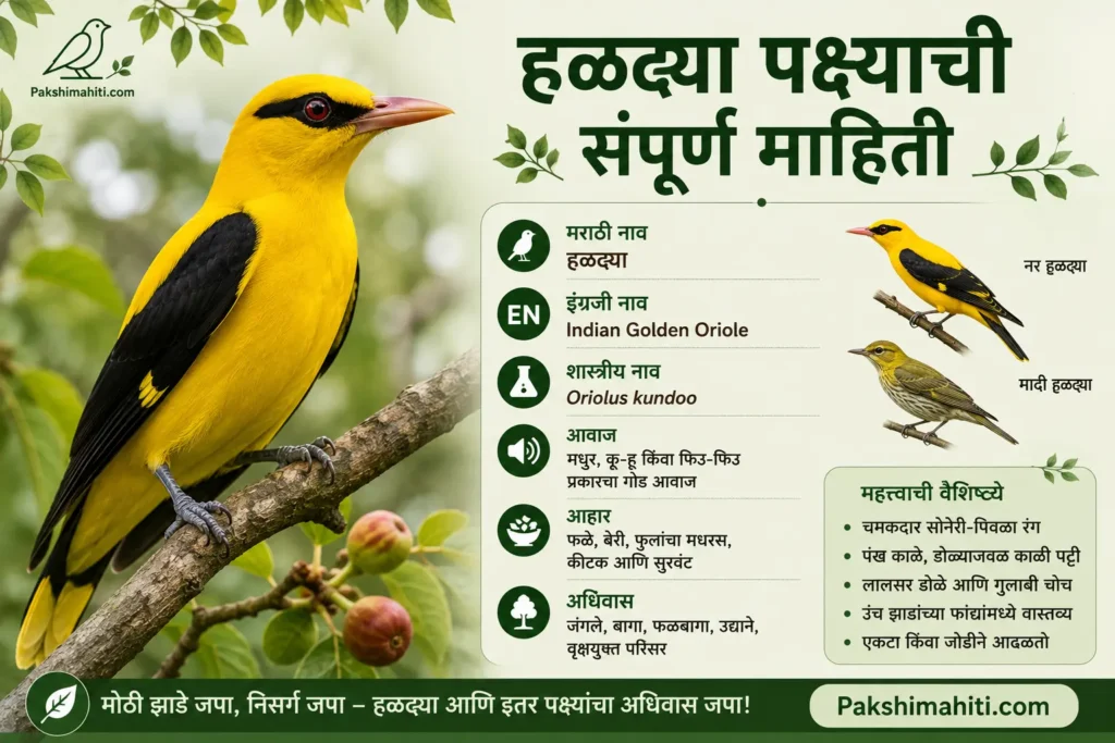 हळद्या पक्ष्याची ओळख