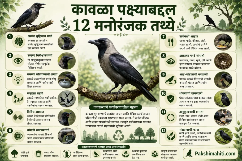 12 interesting facts about the Crow, including its intelligence, memory, diet and importance in the environment, infographic in Marathi