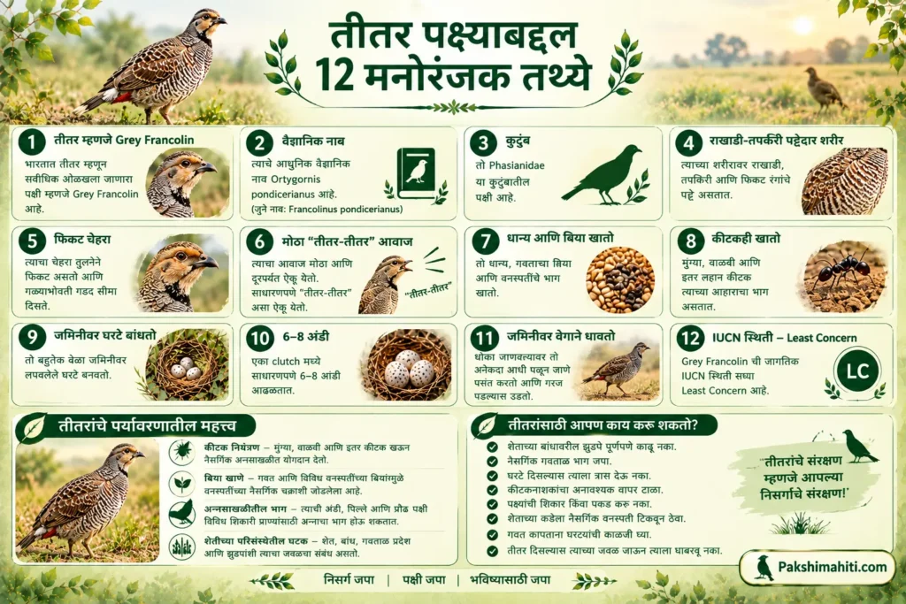 12 interesting facts about Teetar Grey Francolin including its call, diet, habitat, nesting and conservation infographic in Marathi