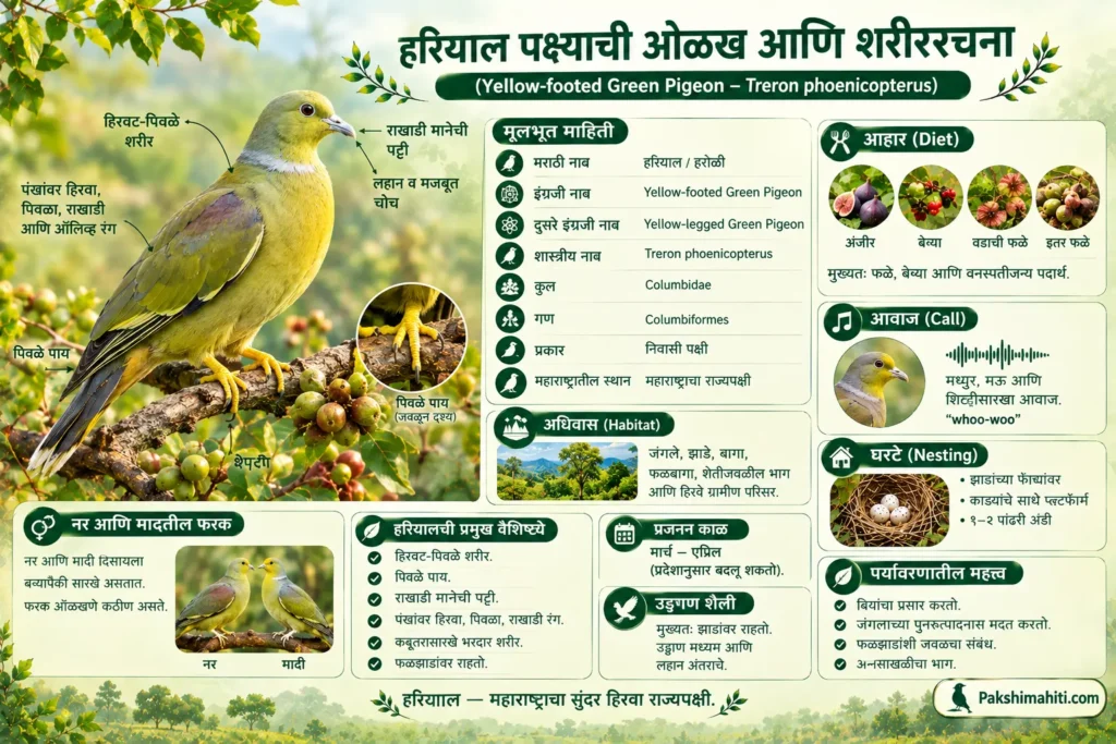 Yellow-footed Green Pigeon Hariyal bird identification, body features, habitat and diet infographic in Marathi