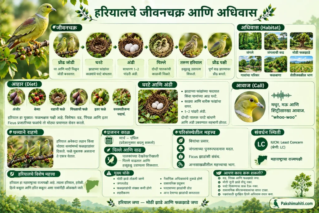 Yellow-footed Green Pigeon Hariyal life cycle, nest, eggs, chicks, habitat and breeding infographic in Marathi