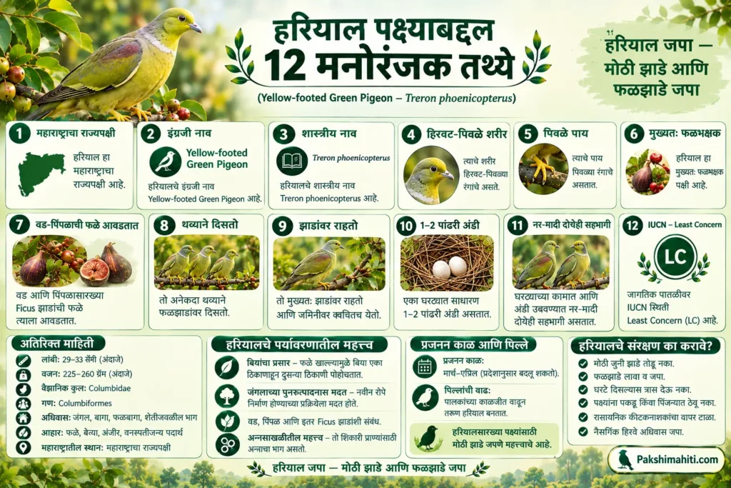 12 interesting facts about Hariyal Yellow-footed Green Pigeon including diet, habitat, nesting and ecological importance infographic in Marathi