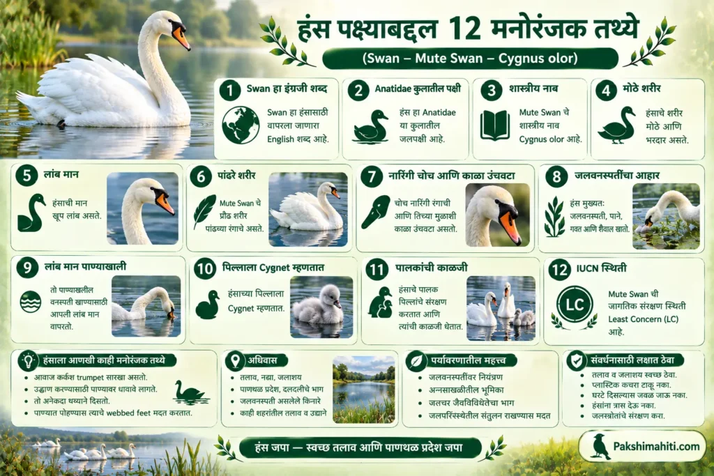 12 interesting facts about Swan including diet, habitat, swimming, nesting and conservation infographic in Marathi