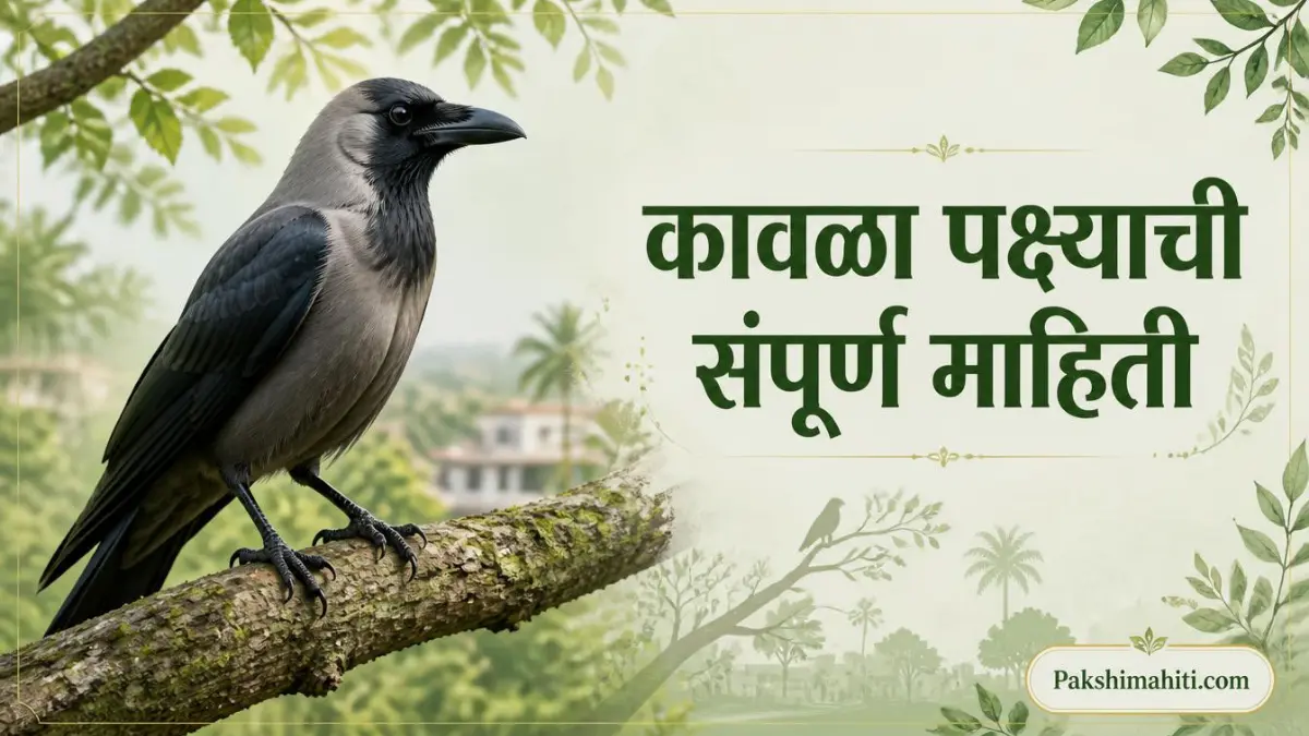 Crow Bird Information In Marathi