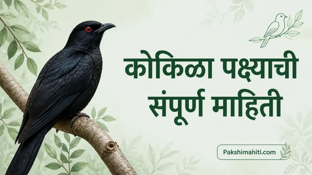 Kokila bird information in marathi