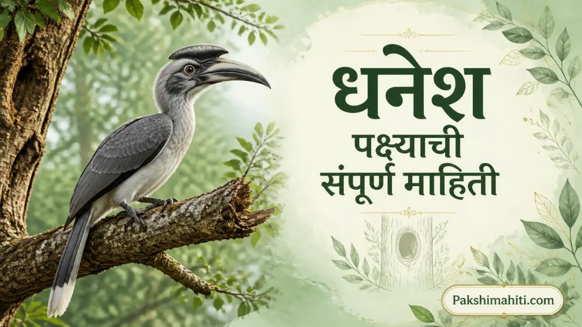 धनेश पक्ष्याची संपूर्ण माहिती – Hornbill मोठ्या चोचीसह जुन्या झाडाच्या फांदीवर