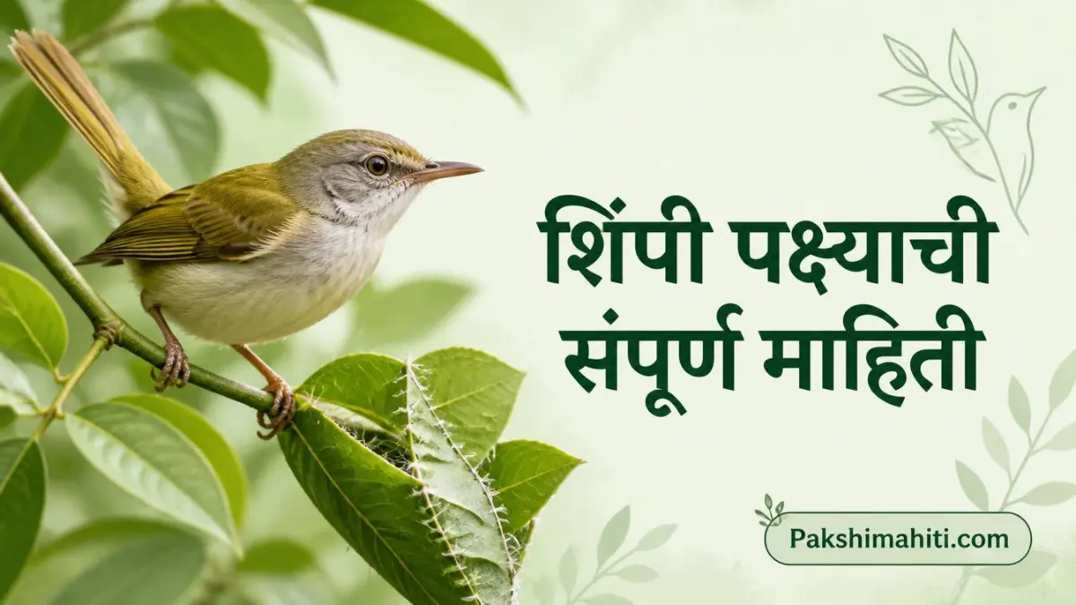 शिंपी पक्ष्याची संपूर्ण माहिती Tailorbird Information In Marathi