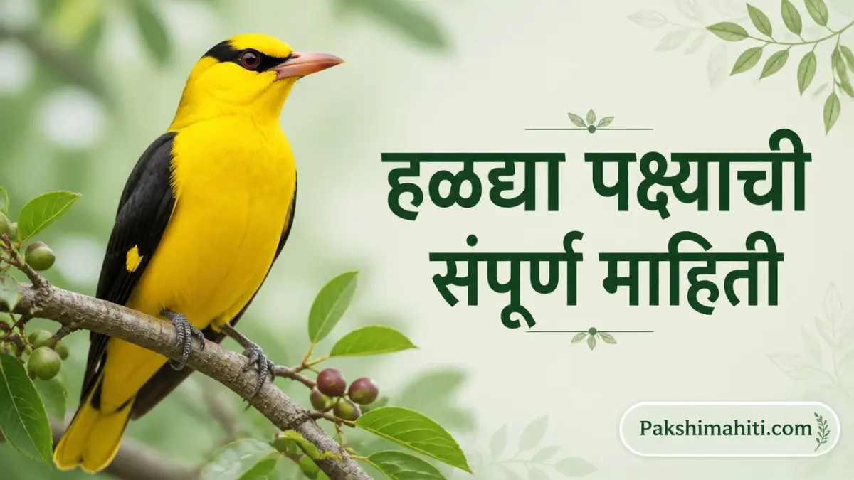 हळद्या पक्ष्याची संपूर्ण माहिती – Indian Golden Oriole झाडाच्या फांदीवर
