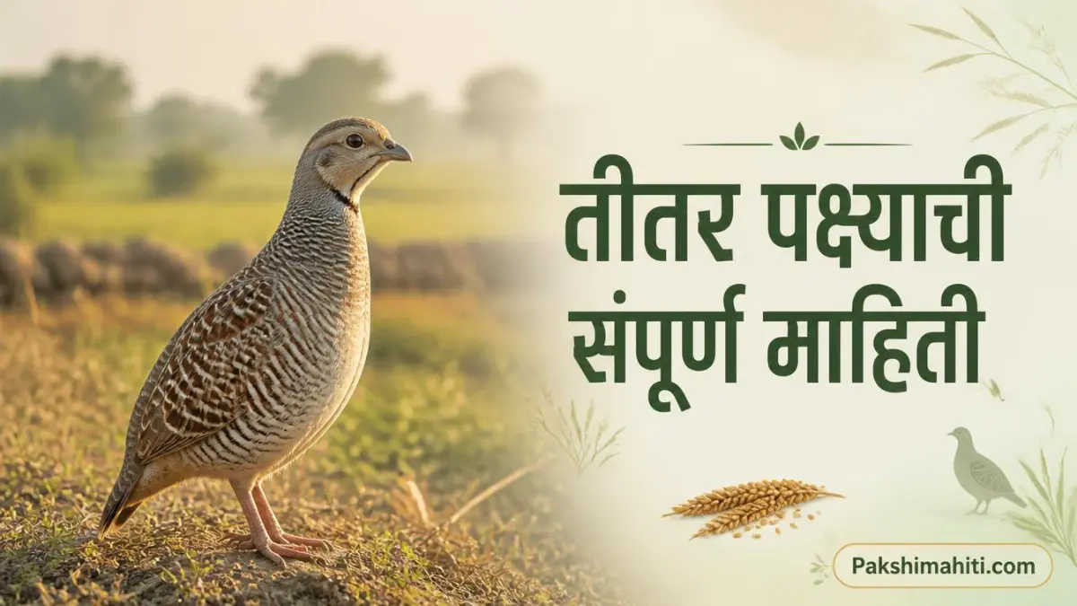 Grey Francolin Teetar bird standing in an Indian agricultural field
