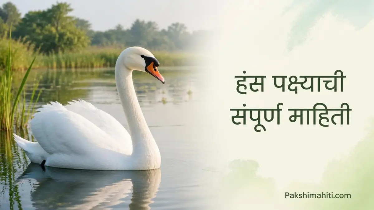 : Beautiful Mute Swan swimming on a calm lake in India