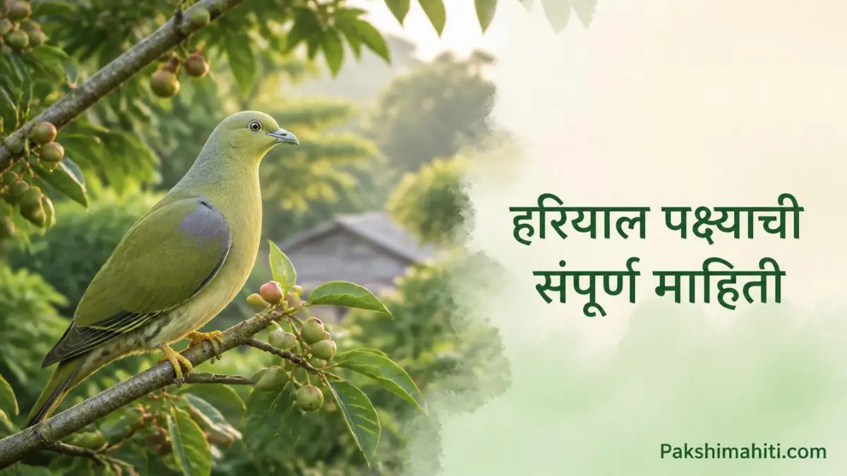 Yellow-footed Green Pigeon Hariyal bird sitting on a fruit tree in India